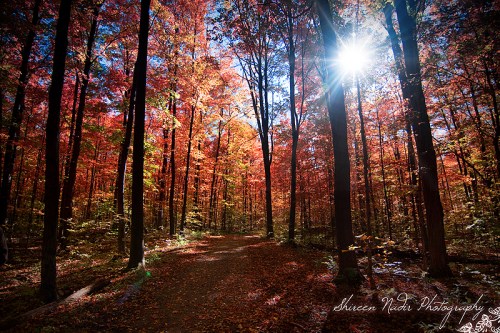 IMG_3883-2_watermark