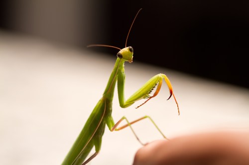 praying Mantis Toronto
