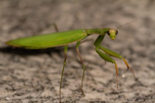 praying Mantis Toronto