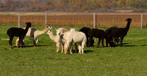 Alpaca