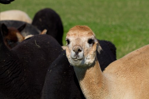 Alpaca