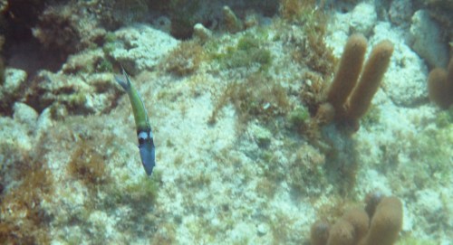 Fuji Finepix XP30 Fuji Finepix XP30