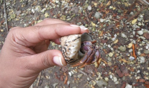 Fuji Finepix XP30 Fuji Finepix XP30