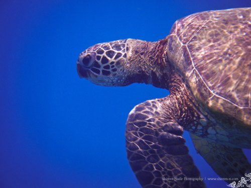 Fuji Finepix XP10 Fuji Finepix XP10