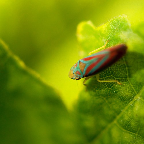 macro photography tips macro photography tips