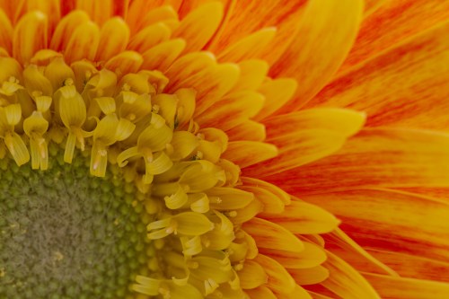 macro photography tips macro photography tips