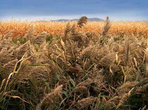 Wheat Fields, Quebec