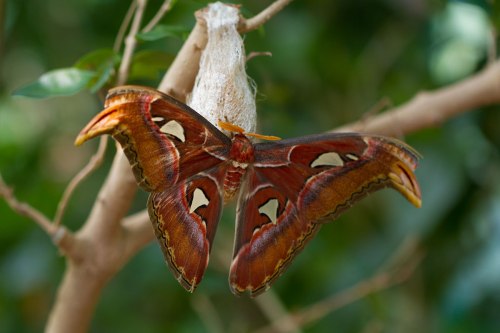Victoria Butterfly Gardens ©Shireen Nadir 2012