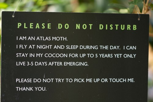 Victoria Butterfly Gardens ©Shireen Nadir 2012