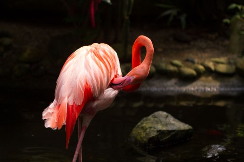 Victoria Butterfly Gardens ©Shireen Nadir 2012