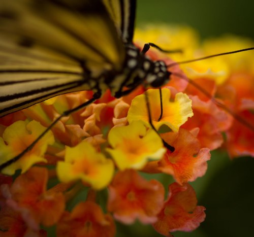 Victoria Butterfly Gardens ©Shireen Nadir 2012