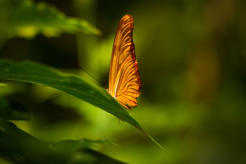 Victoria Butterfly Gardens ©Shireen Nadir 2012