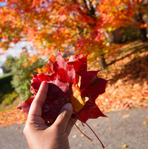 autumn leaves ©Shireen Nadir 2012