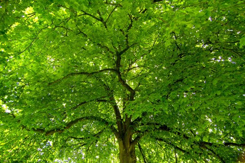 Queen Elizabeth Gardens, ©Shireen Nadir 2012