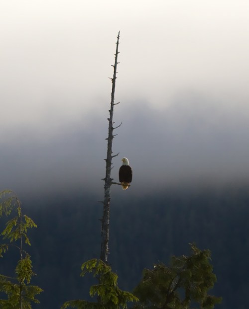 Bald Eagle Tofino ©Shireen Nadir 2012 Bald Eagle Tofino ©Shireen Nadir 2012