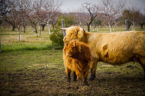 Gryphon Ridge Highland ©Shireen Nadir