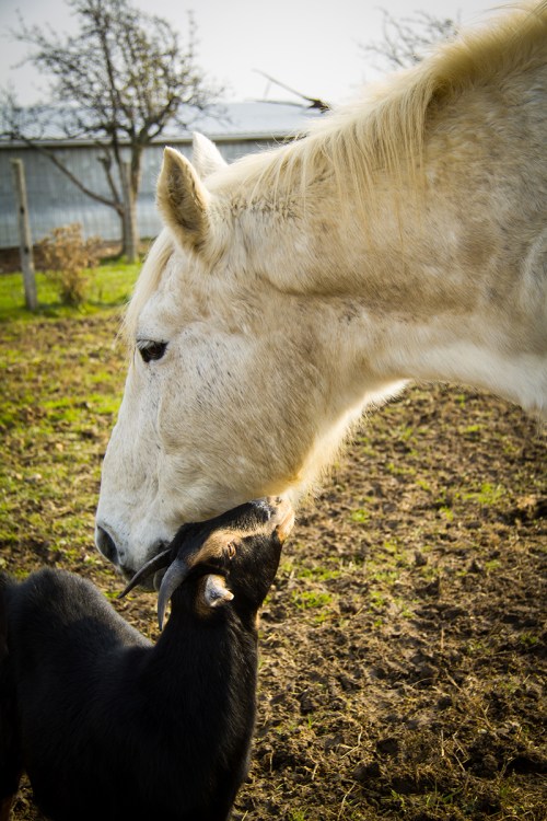 Gryphon Ridge Highland ©Shireen Nadir 2012