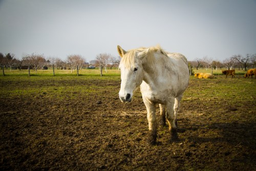 Gryphon Ridge Highland ©Shireen Nadir