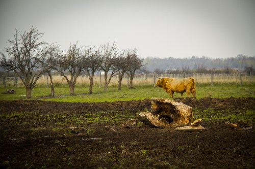 Gryphon Ridge Highland ©Shireen Nadir