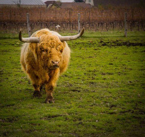 Gryphon Ridge Highland ©Shireen Nadir 2012