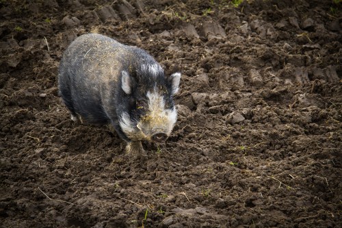 Gryphon Ridge Highland ©Shireen Nadir 2012