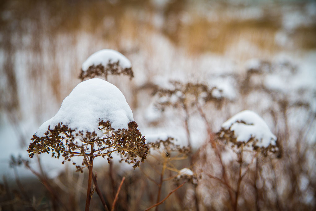 Winter in the Music Garden ©Shireen Nadir 2012
