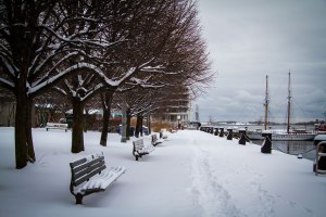 Winter in the Music Garden ©Shireen Nadir 2012