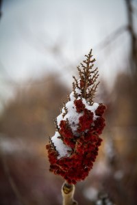 Winter in the Music Garden ©Shireen Nadir 2012