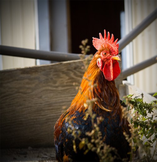 Feather Jewellery ©Shireen Nadir 2012