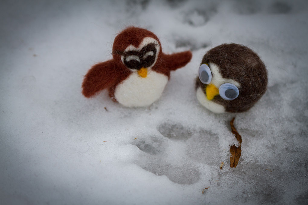 Angus and Cleo © Shireen Nadir 2013