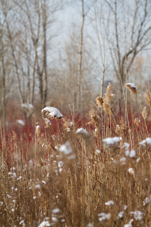 Leslie Street Spit, Toronto, Canon 7D