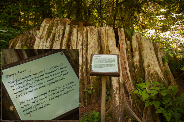 Cathedral Grove ©Shireen Nadir 2013