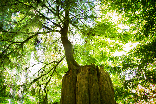 Cathedral Grove ©Shireen Nadir 2013