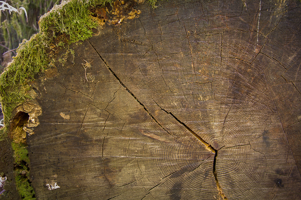 Cathedral Grove ©Shireen Nadir 2013
