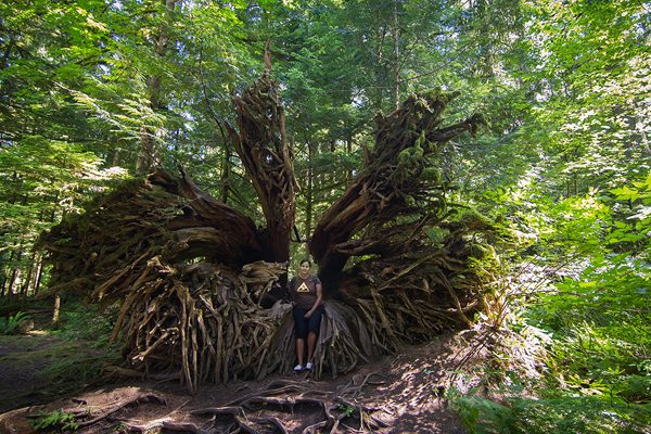 Cathedral Grove ©Shireen Nadir 2013