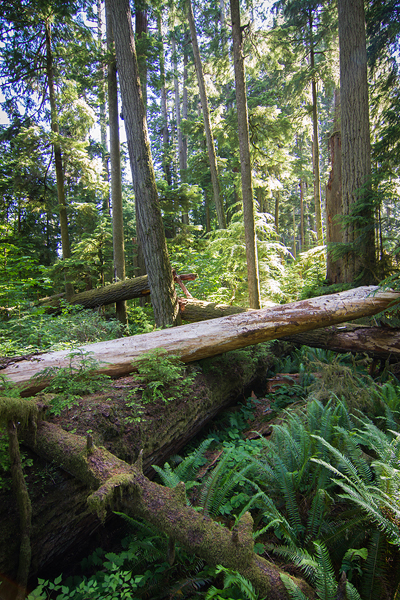Cathedral Grove ©Shireen Nadir 2013