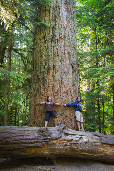 Cathedral Grove ©Shireen Nadir 2013