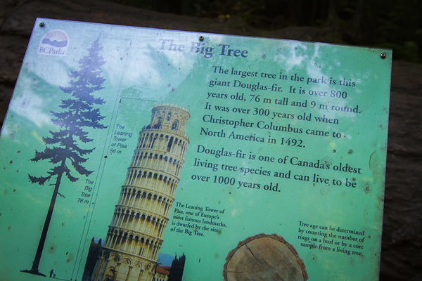 Cathedral Grove ©Shireen Nadir 2013