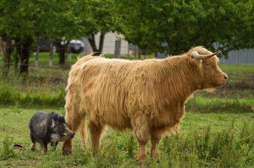 ©Shireen Nadir 2013