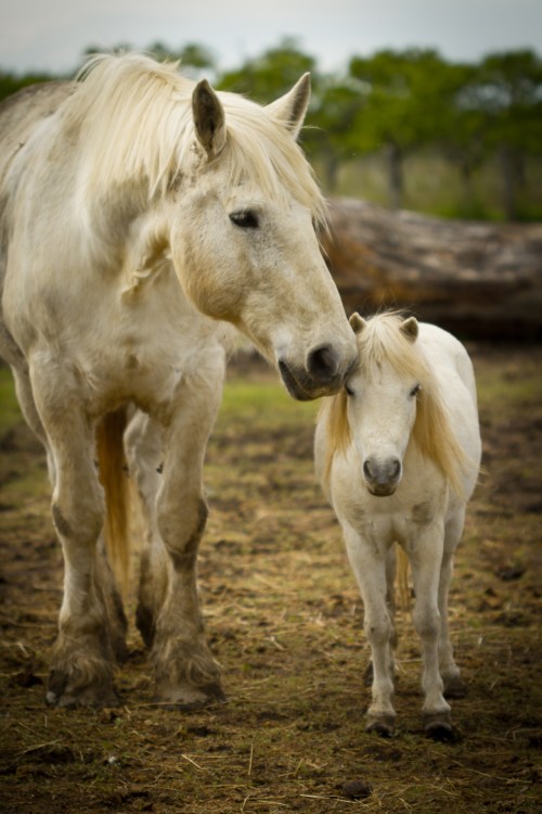 Gryphon Ridge Highland Cattle ©Shireen Nadir 2013
