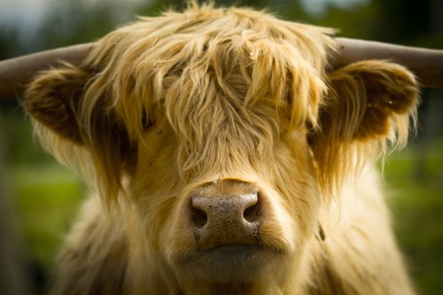 Gryphon Ridge Highland Cattle ©Shireen Nadir 2013