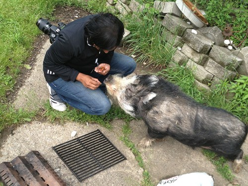 Gryphon Ridge Highland Cattle ©Shireen Nadir 2013