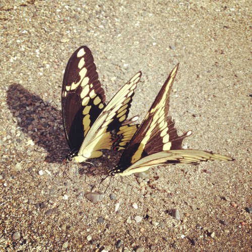 Staying put long enough for a phone pic!