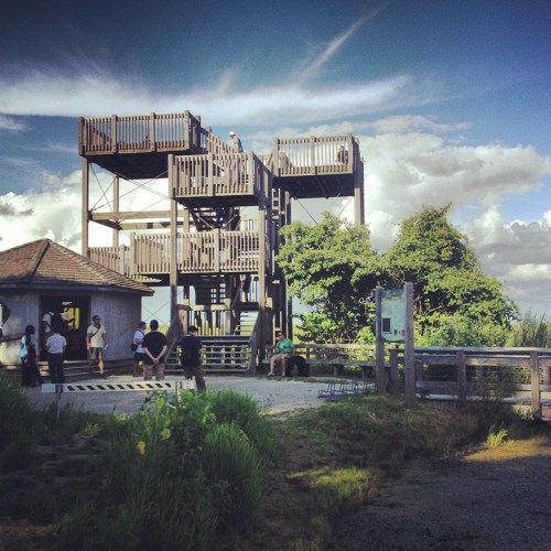 The viewing platform at the marsh.