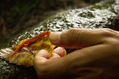 ©Shireen Nadir 2013