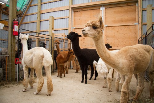 Kickin Back Alpaca Ranch