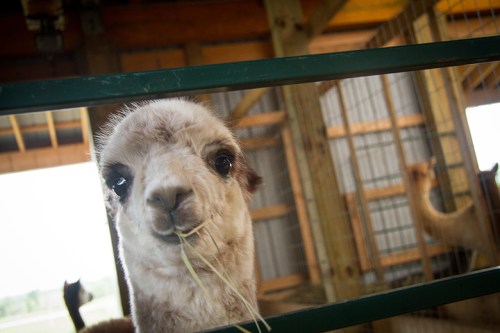Kickin Back Alpaca Ranch