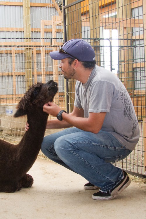 Kickin Back Alpaca Ranch