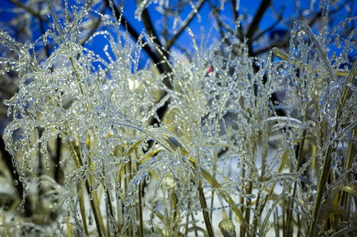 Ice Storm ©Shireen Nadir 2013