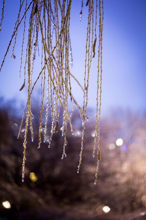Ice Storm ©Shireen Nadir 2013